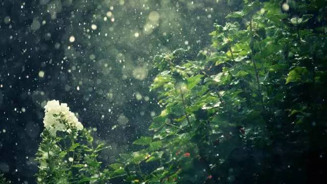 【七绝】春山沐雨